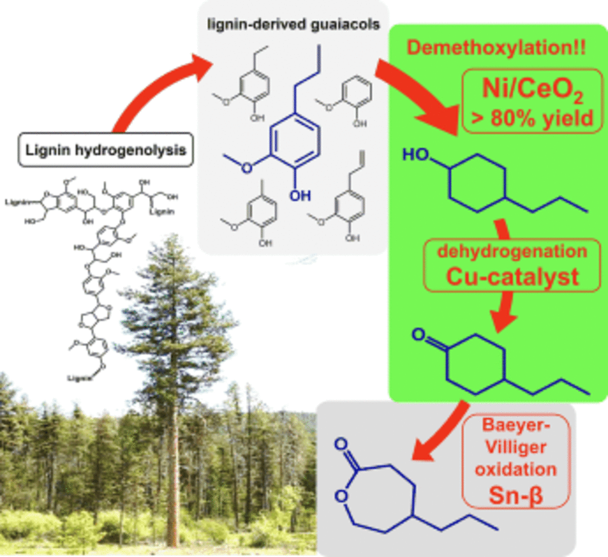 Selective Nickel-Catalyzed Conversion of Model and Lignin-Derived Phenolic Compounds to Cyclohexanone-Based Polymer Building Blocks